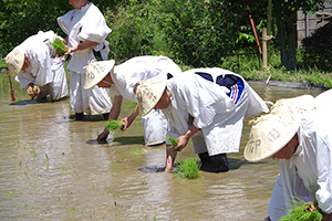 神饌田御田植祭